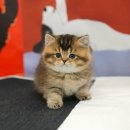 울산 고양이분양 미유펫 이미지