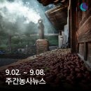 거산2리 | 주간농사뉴스 2023.09.02.~09.08.