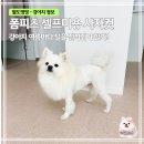 웃는 강아지 | 폼피츠 강아지 셀프미용 후기｜사자컷으로 변신한 파이