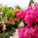 꽃 피는 갈비 이미지