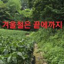 몇곳 목청답사 산행.71 (원본 약초 매니아 카페 참송이버섯 미역국) 이미지