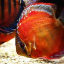 형제슈퍼 이미지