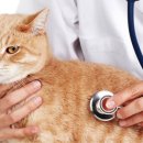 냥이파파 이미지