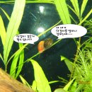 개그스토리 이미지