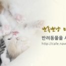 뽀독 이미지