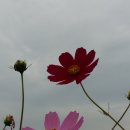 광양동초등학교 이미지