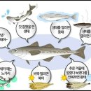 황태를 벗삼아 이미지