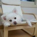 하쿠애견샵 이미지