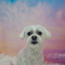 히히 그루밍 이미지