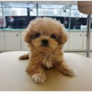 개린이집 강아지분양 고양이분양 전주본점 이미지