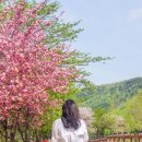 경주숲 3,4 | 경주 겹벚꽃 숲머리길 선덕여왕길 산책로 만개 후기 숨겨진 겹벚꽃 명소