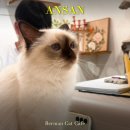 버만캣패밀리 | 안산 버만캣패밀리 후기ㅣ내돈내산, 순한 개냥이 카페 추천, 버만고양이 카페