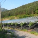 김삿갓면-0 이미지