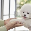 노원N동물의료센터 이미지