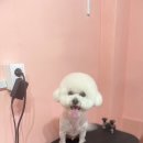 살롱드몽몽 이미지