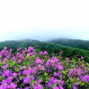담빛음악당 문화공연 <천년담양의 멋과 흥> | [시사조선]제5회 광양 국사봉 철쭉축제,백운산 국사봉서 열린다/완연한 봄..남도는 형형색색의 축제물결...