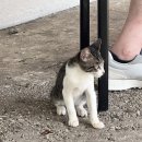 J.C | 괌 남부투어 메리조부두 맛집 씨앤제이핫도그(C&amp;J) 내돈내산 솔직후기