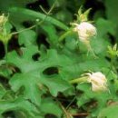 하늘타리 이미지