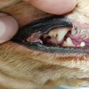 신대동물병원 이미지