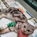 고사평동 이미지