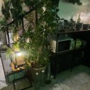 타이그랜파 | 속초 "타이그랜파" 태국음식/술집 분위기 좋은 곳