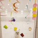 부산애견호텔 강아지유치원 애견미용 맘바이 수영구점 이미지