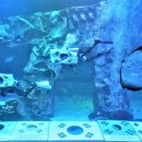 아쿠아리움 이미지
