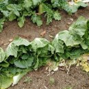 추양농장 이미지