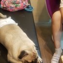 펫그라운드_해방촌 이미지