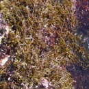 [해초]모자반(톳/몰) [Sargassum fulvellum]의 효능 이미지