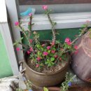 청솔카포스 이미지