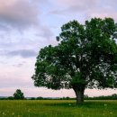 행복한나무 이미지