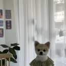 탱스땡스 이미지