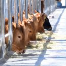 합천축산업협동조합 배합사료공장 이미지