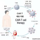 자가면역질환 완치 길 열리다 이미지