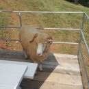 해오름 목장 이미지