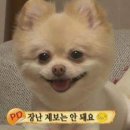 동물농장 이미지