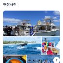 티지엠(T.G.M) | [괌] 돌핀크루즈 / 돌고래 바다거북 투어 스노클링 낚시 체험 참치회까지 내돈내산 후기