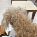 기가메디칼 | 부산동물메디컬센터 :: 14살 노견 강아지 담낭절제술 후기(2)