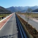 완도호랑가시나무 가로수길 이미지