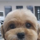 펫아지트 이미지