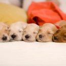 카카오 동물병원 이미지