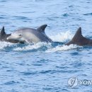 돌고래 이미지