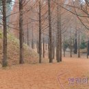 황토메타길 이미지