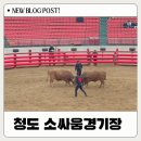 소싸움경기장 | 청도소싸움경기장 관람 후기, 아이도 어른도 색다른 경험
