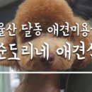 순도리네애견 | &lt;순도리네애견샵&gt; 모찌 보호자님의 미용후기👏🏼👏🏼👏🏼