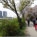 벚꽃길13 이미지