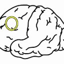 Major Oculomotor Gaze Systems 이미지