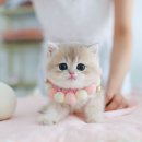 버디버디골프샵 | 평택 고양이 분양｜핑크 골드처럼 밝은 블루골드 브리티쉬숏헤어 버디