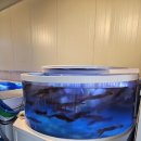 해운대하얀집 | [부산]해운대 오징어회 하얀오징어집 후기